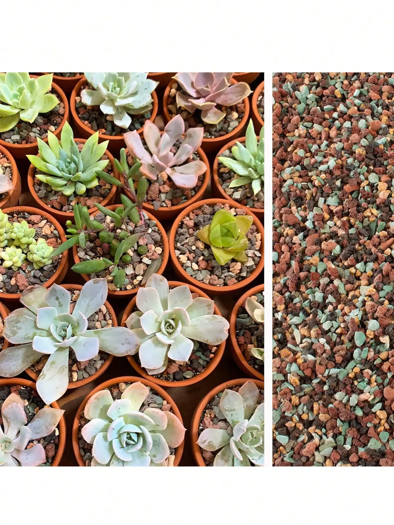 Bahçe Bitkileri İçin Lav Taşı  - Cactus Mix Pot incelemesi ve fiyatı